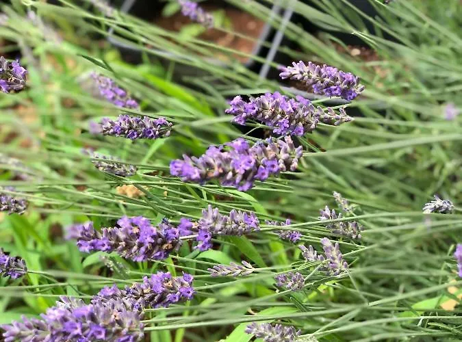 Σπίτι διακοπών 